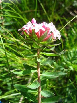 Euphorbia Pallasii Turcz Extract 